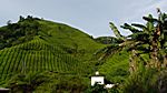 Sungai Pallas Tea Estate