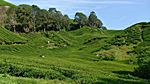 Sungai Pallas Tea Estate