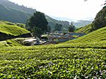 Sungai Pallas Tea Estate