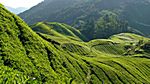 Sungai Pallas Tea Estate