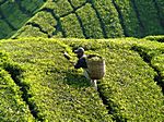 Sungai Pallas Tea Estate