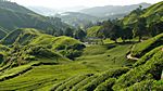 Sungai Pallas Tea Estate