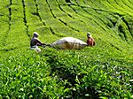 Sungai Pallas Tea Estate