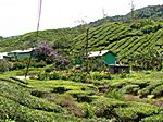 BOH Tea Estate