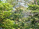 Canopy Walkway